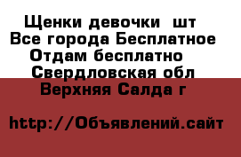 Щенки девочки 4шт - Все города Бесплатное » Отдам бесплатно   . Свердловская обл.,Верхняя Салда г.